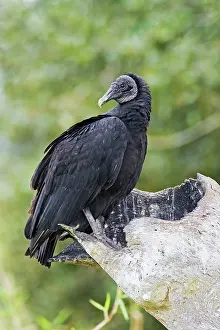 Coragyps: Black Vulture
