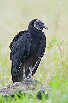 Coragyps: Black Vulture