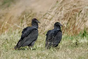 Coragyps: Black Vulture