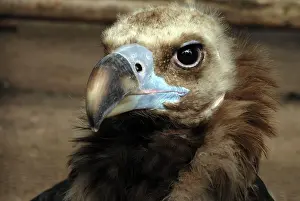 Aegypius: Black Vulture