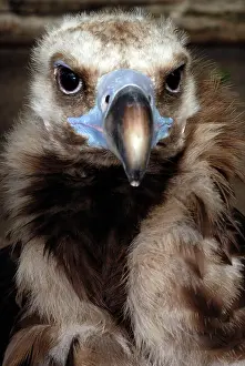 Aegypius: Black Vulture