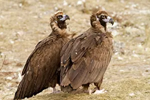 Aegypius: Black Vulture