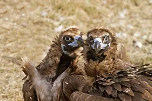 Aegypius: Black Vulture