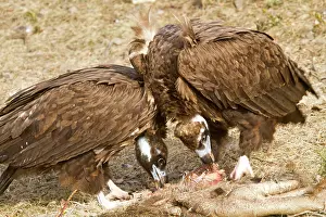 Aegypius: Black Vulture