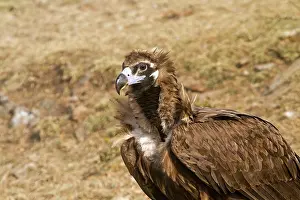 Aegypius: Black Vulture