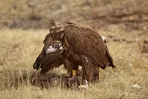 Aegypius: Black Vulture