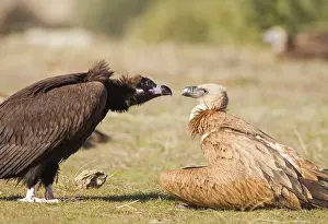 Aegypius: Black Vulture