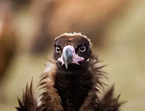 Aegypius: Black Vulture