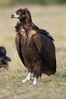 Aegypius: Black Vulture