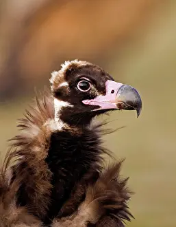 Aegypius: Black Vulture