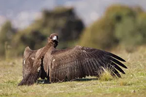 Aegypius: Black Vulture