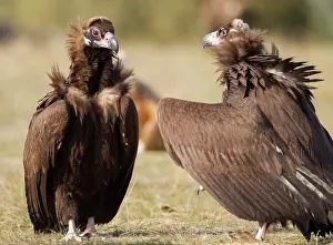 Aegypius: Black Vulture