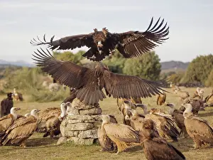 Aegypius: Black Vulture