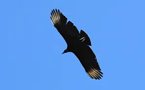 Cathartidae: Black Vulture