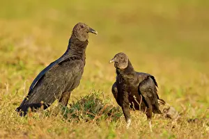 Animais: Black Vulture