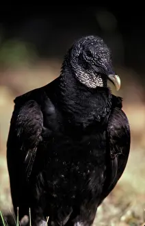 Atratus: Black Vulture
