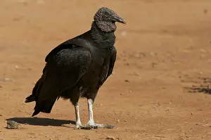 Paulo: Black Vulture