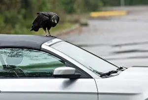 Wierd: Black Vulture / American Black Vulture attacking