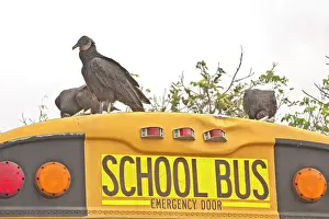 Buses: Black Vulture / American Black Vulture attacking