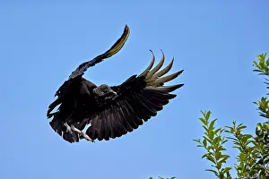 Atratus: Black Vulture or American Black Vulture in flight