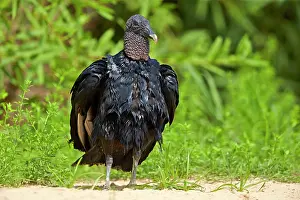 Atratus: Black Vulture or American Black Vulture Pantanal