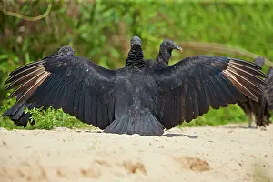 Atratus: Black Vulture or American Black Vulture sunbathing