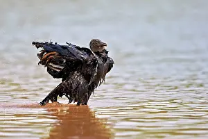 Atratus: Black Vulture or American Black Vulture taking a