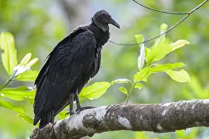 Atratus: Black Vulture - Black Vulture perched on a branch