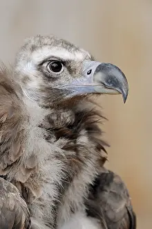 Aegypius: Black vulture or cinereous vulture (Aegypius monachus)