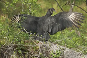 Atratus: Black Vulture, Coragyps atratus, sunning wings, Maryland