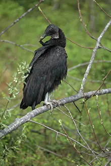 Atratus: Black Vulture, Coragyps atratus, Maryland, preening