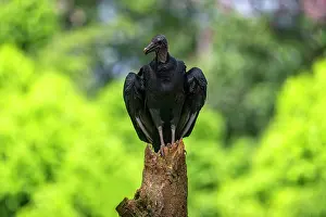 Scavengers: Black Vulture, Coragyps atratus