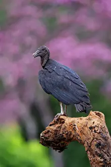 Scavengers: Black Vulture, Coragyps atratus