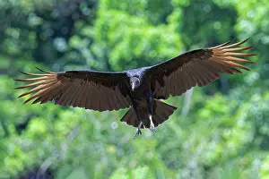Scavengers: Black Vulture, Coragyps atratus
