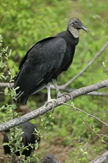 Atratus: Black Vulture, Coragyps atratus, Maryland