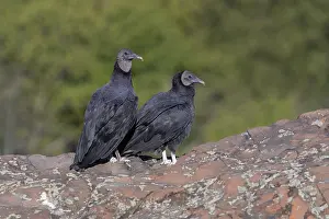 Scavengers: Black Vulture - Coragyps atratUS - Perched on edge