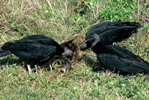 Maureen Brown: Black Vulture - feeding on raccoon