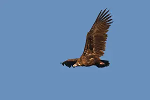 Aegypius: Black Vulture - in flight