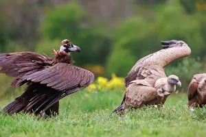 Griffon: Black vulture and Griffon
