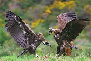 Griffon: Black vulture and Griffon