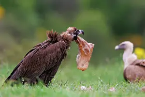 Griffon: Black vulture and Griffon