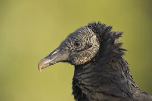 Myakka: Black Vulture in Myakka State Park in Florida