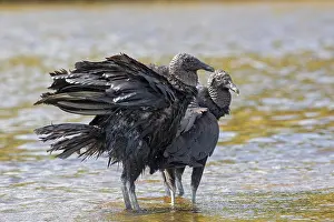 Myakka: Black Vulture in Myakka State Park in Florida