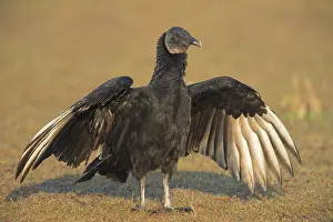 Myakka: Black Vulture in Myakka State Park in Florida