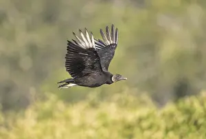Scavengers: Black Vulture in Myakka State Park in Florida