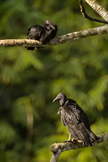Atratus: Black Vulture - Pair of Black Vultures perched on
