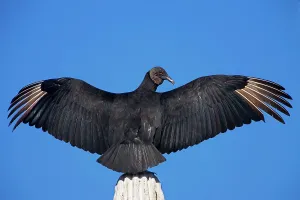 Whitewash: Black Vulture - perched on cardon cactus - Individual