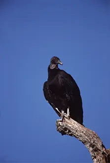 Geoff Trinder: BLACK VULTURE - perching on branch