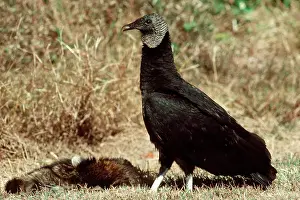Coragyps: Black Vulture - With prey