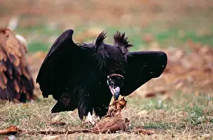 Tearing: Black VULTURE - tearing food